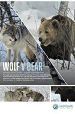 Wolf vs Bear