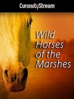 Wild Horses of the Marshes