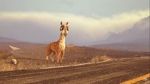 Caminandes: Llama Drama (Short 2014)