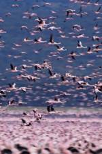 Watch The Crimson Wing Mystery of the Flamingos 123movies