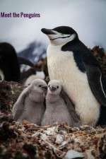 Watch Meet the Penguins 123movies
