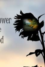 Watch The Sunflower and the Sun God 123movies