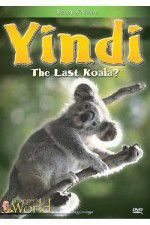 Yindi the Last Koala