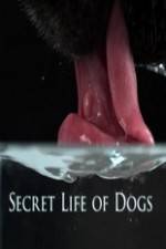 Secret Life of Dog