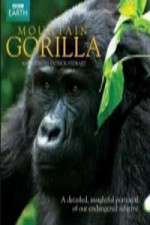 Mountain Gorilla