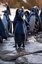 Meet the Penguins