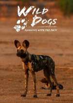 Wild Dogs: Running with the Pack