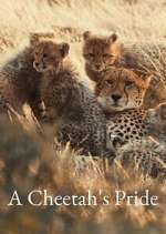 A Cheetah\'s Pride