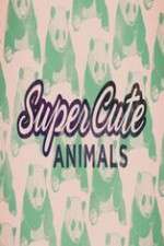 Super Cute Animals