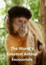 World's Greatest Animal Encounters